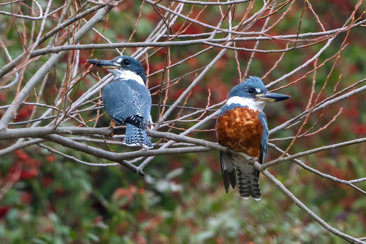 Ringed Kingfisher - ML620785875