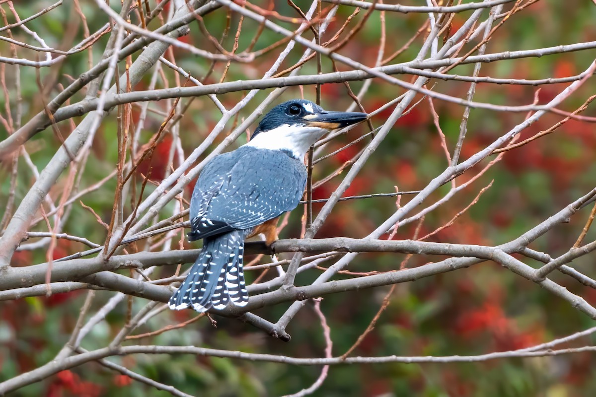 Ringed Kingfisher - ML620785877