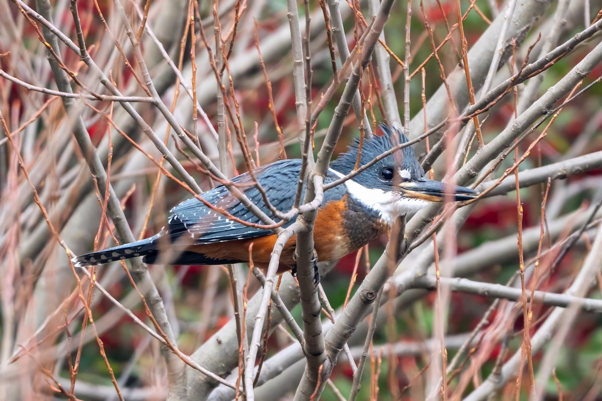 Ringed Kingfisher - Gonzalo González Mora