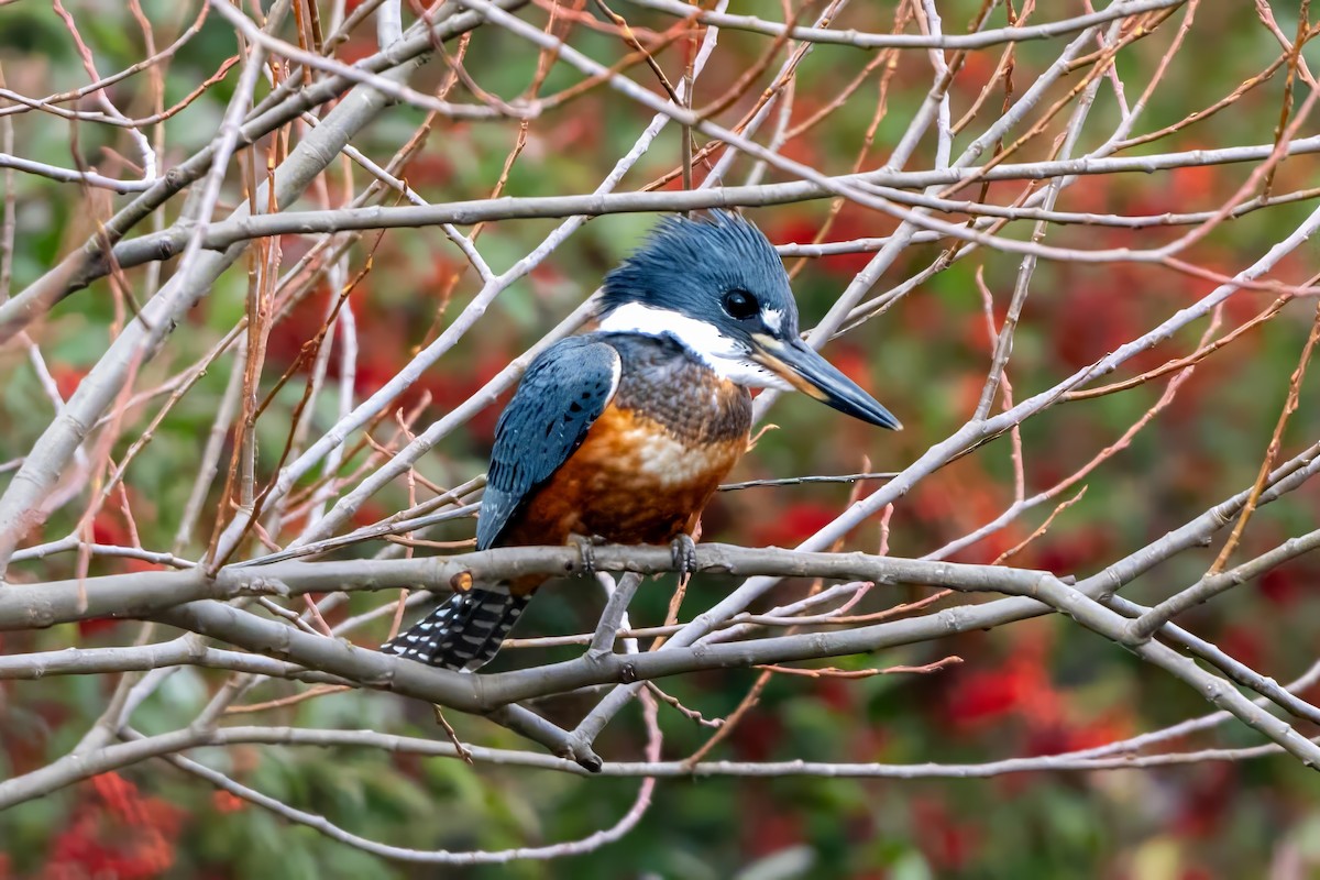 Ringed Kingfisher - ML620785880