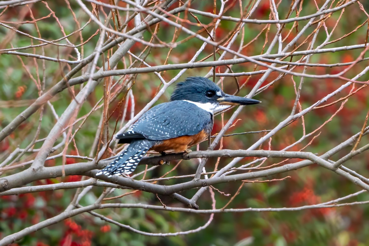 Ringed Kingfisher - ML620785881