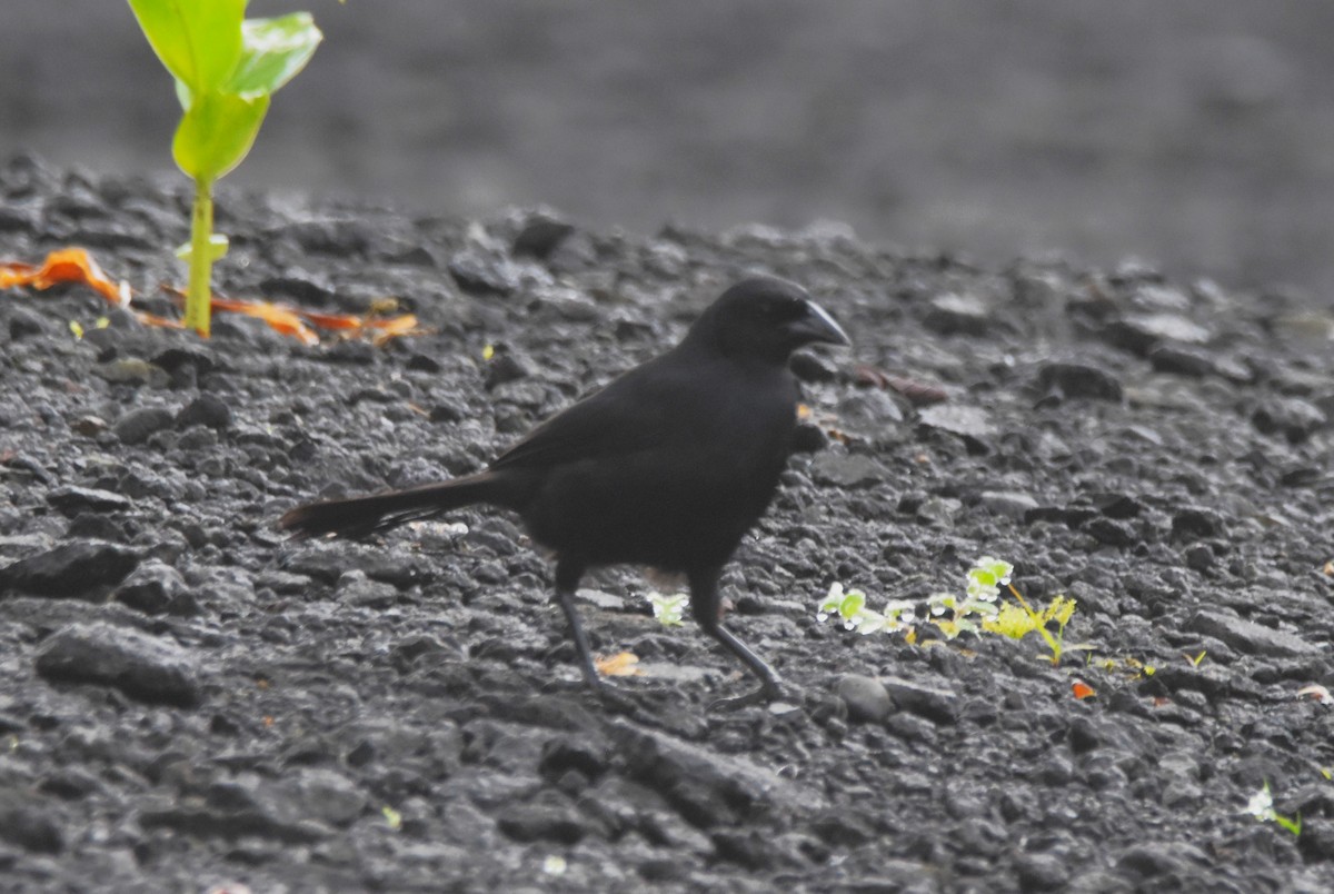 Scrub Blackbird - ML620785882