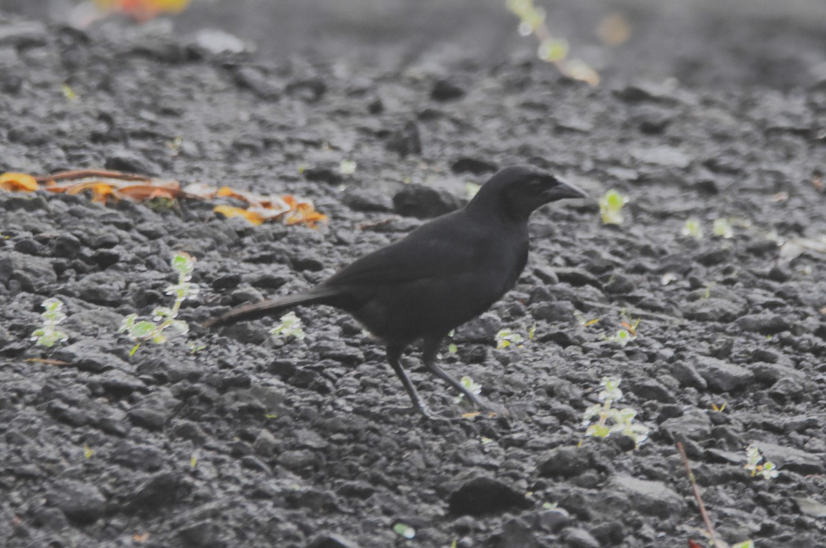 Scrub Blackbird - ML620785883