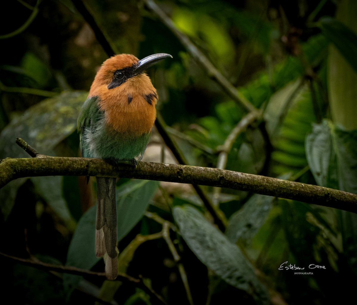 Broad-billed Motmot - ML620785884