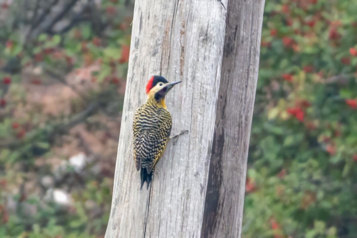 Green-barred Woodpecker - ML620785886