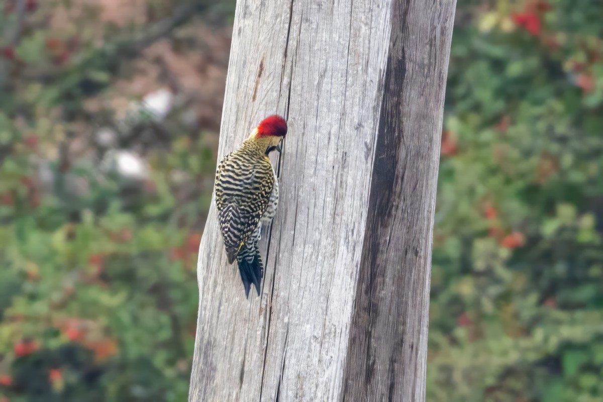 Green-barred Woodpecker - ML620785887