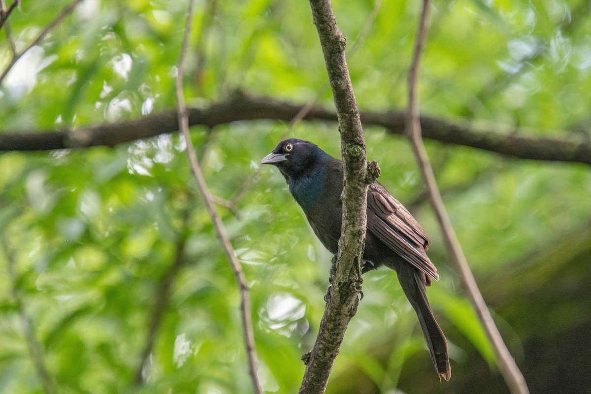 Common Grackle - ML620785888