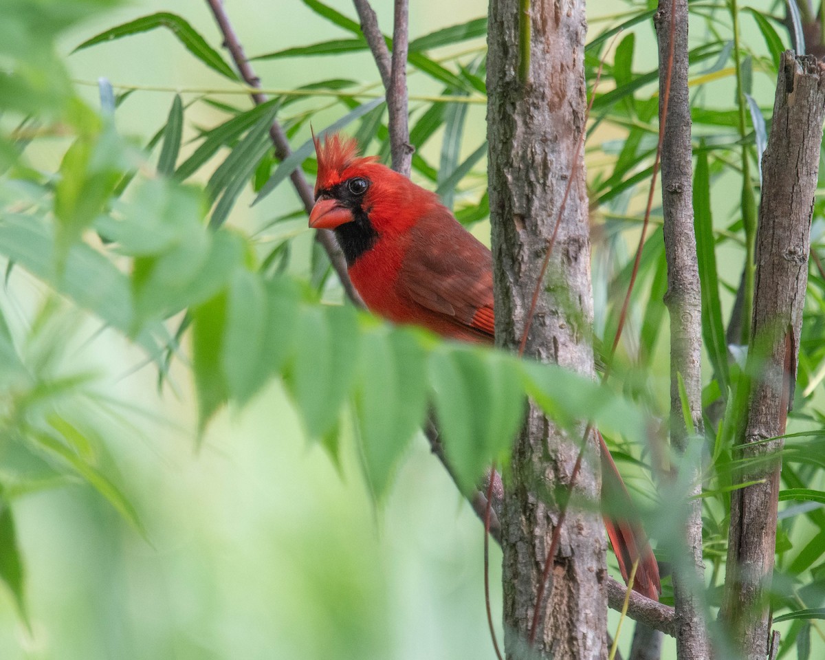 Cardinal rouge - ML620785890