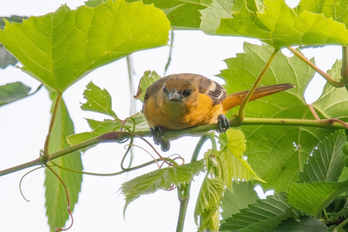 Oriole de Baltimore - ML620785901