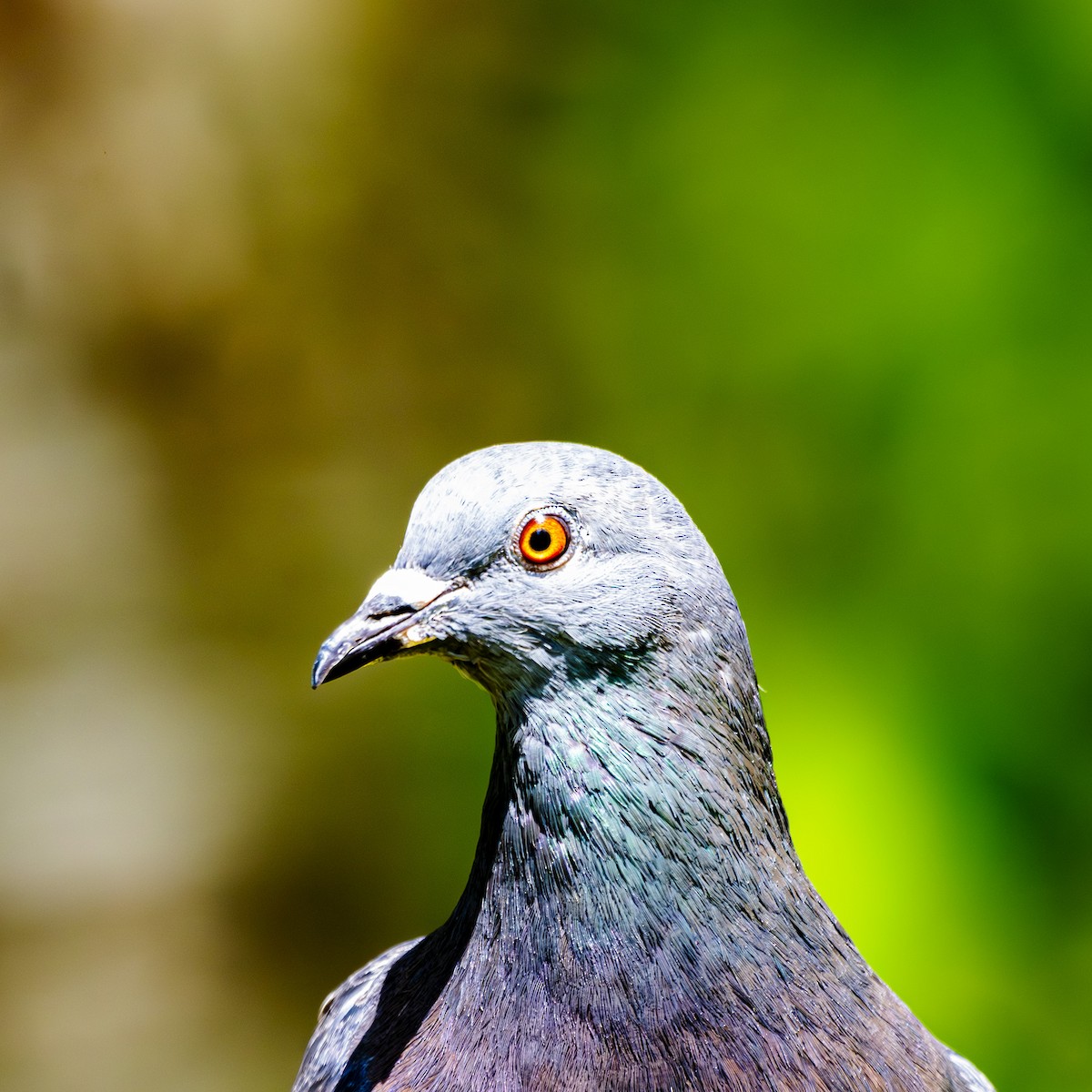Rock Pigeon (Feral Pigeon) - ML620785908