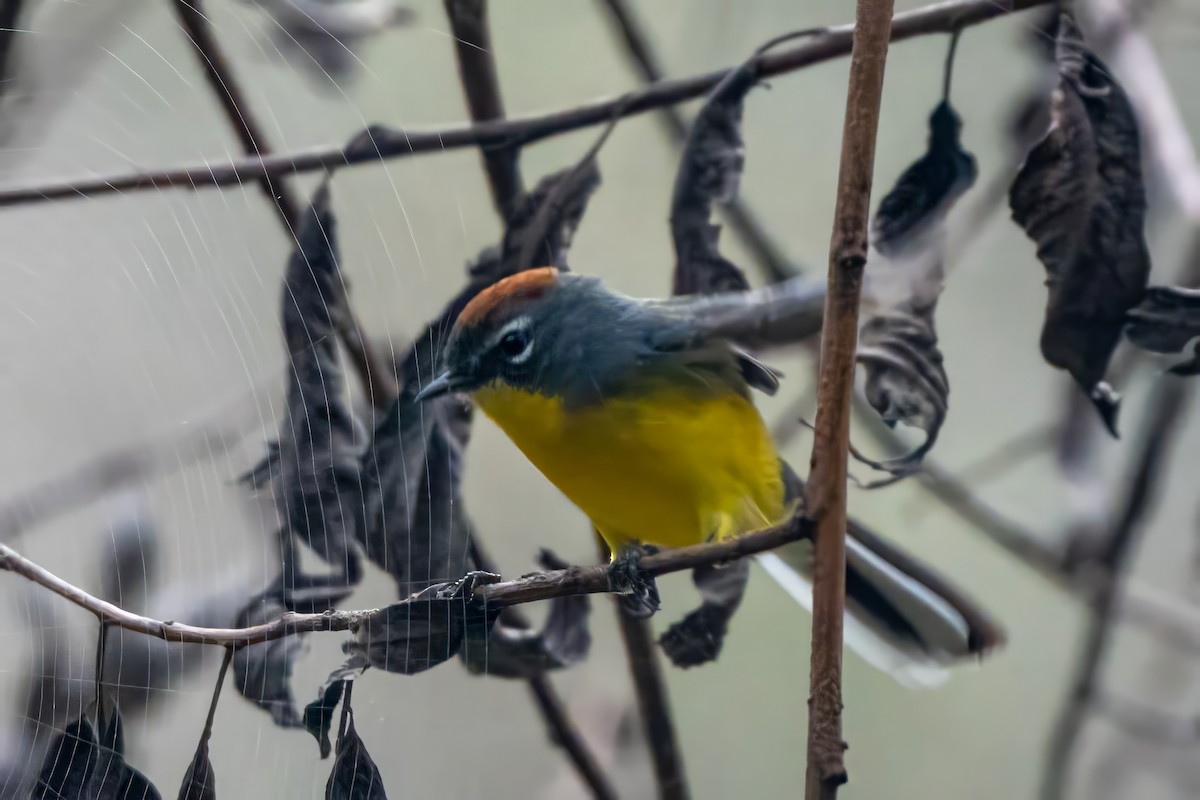 Brown-capped Redstart - ML620785910