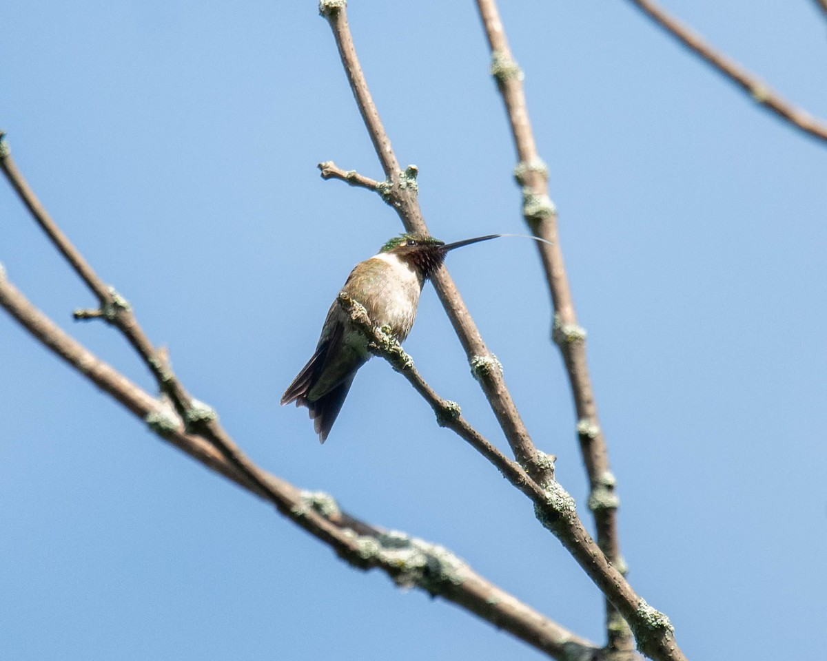 Ruby-throated Hummingbird - ML620785912