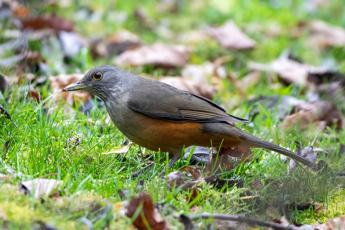 Rufous-bellied Thrush - ML620785930