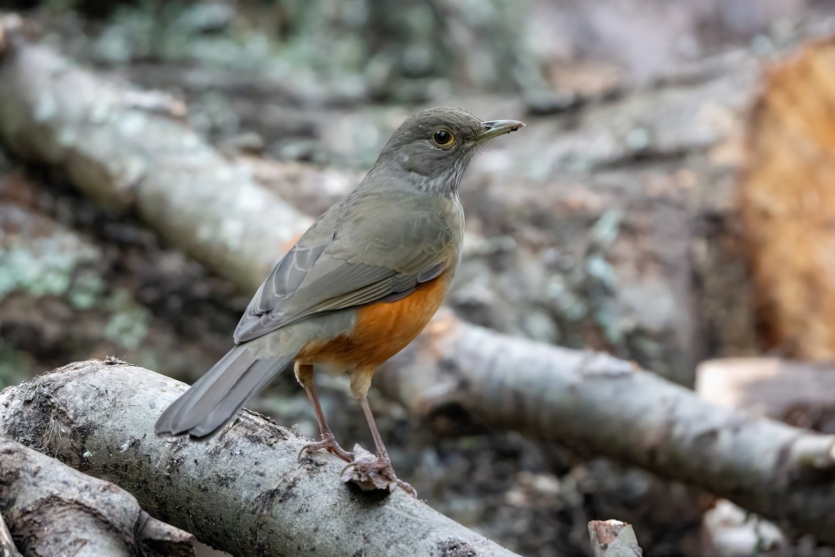 Rufous-bellied Thrush - ML620785931