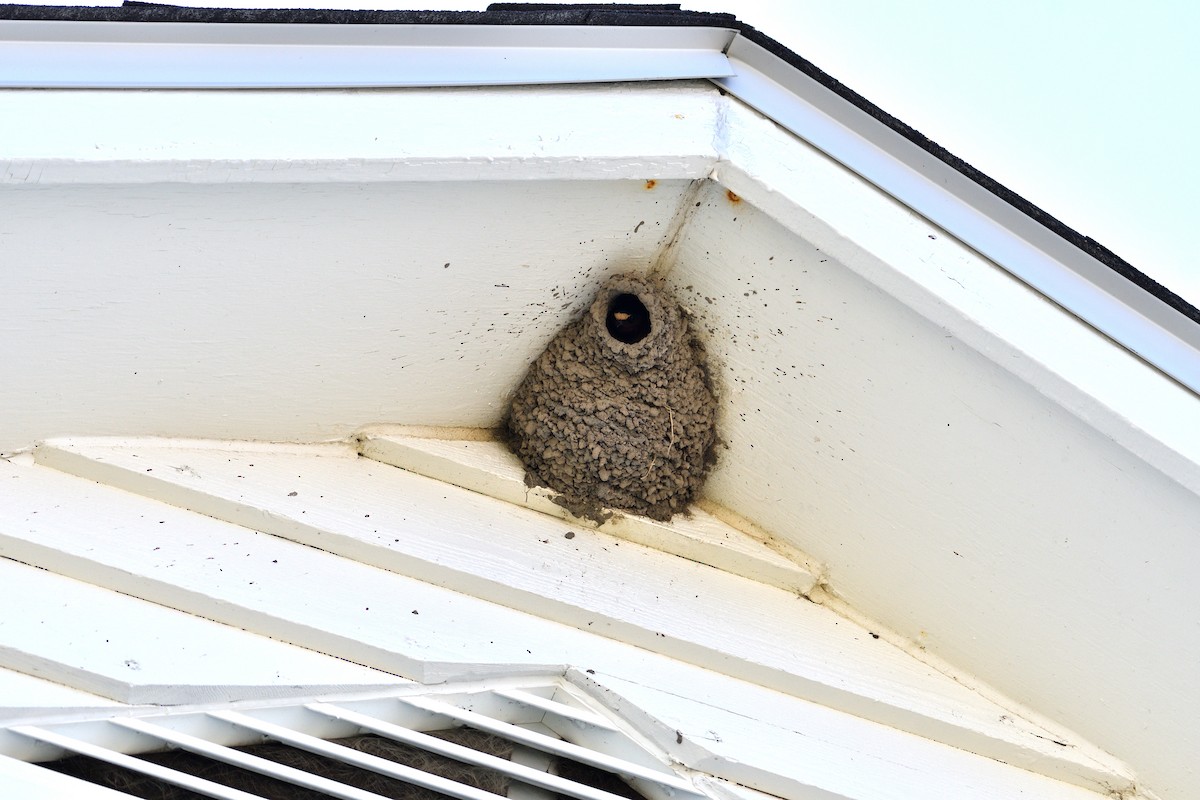 Cliff Swallow - Dominic Thibeault