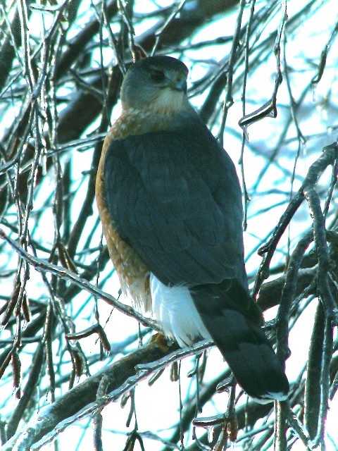 Cooper's Hawk - ML620785950