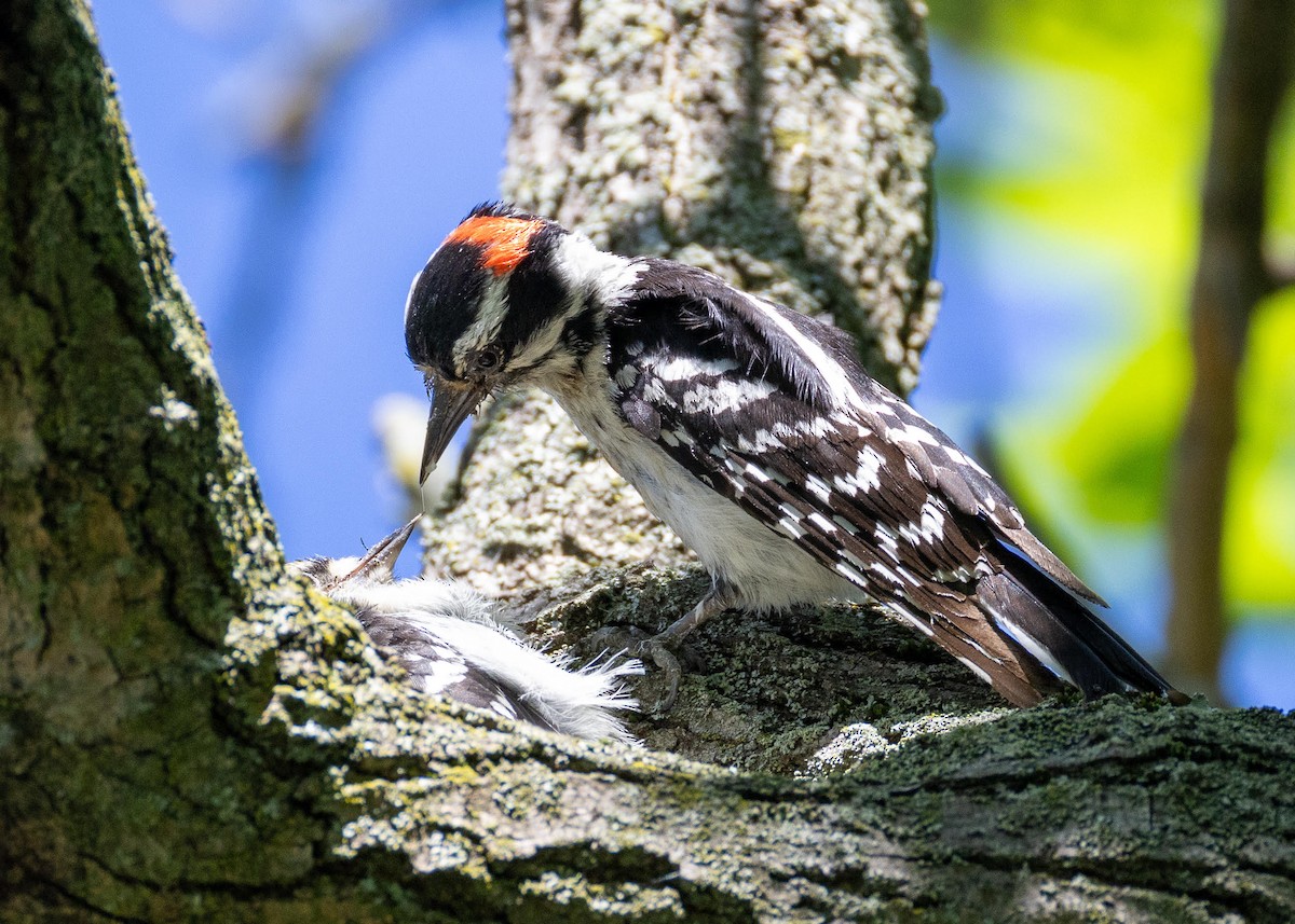 Downy Woodpecker - Peter Hamner