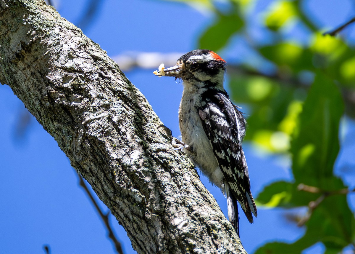 Downy Woodpecker - ML620785953