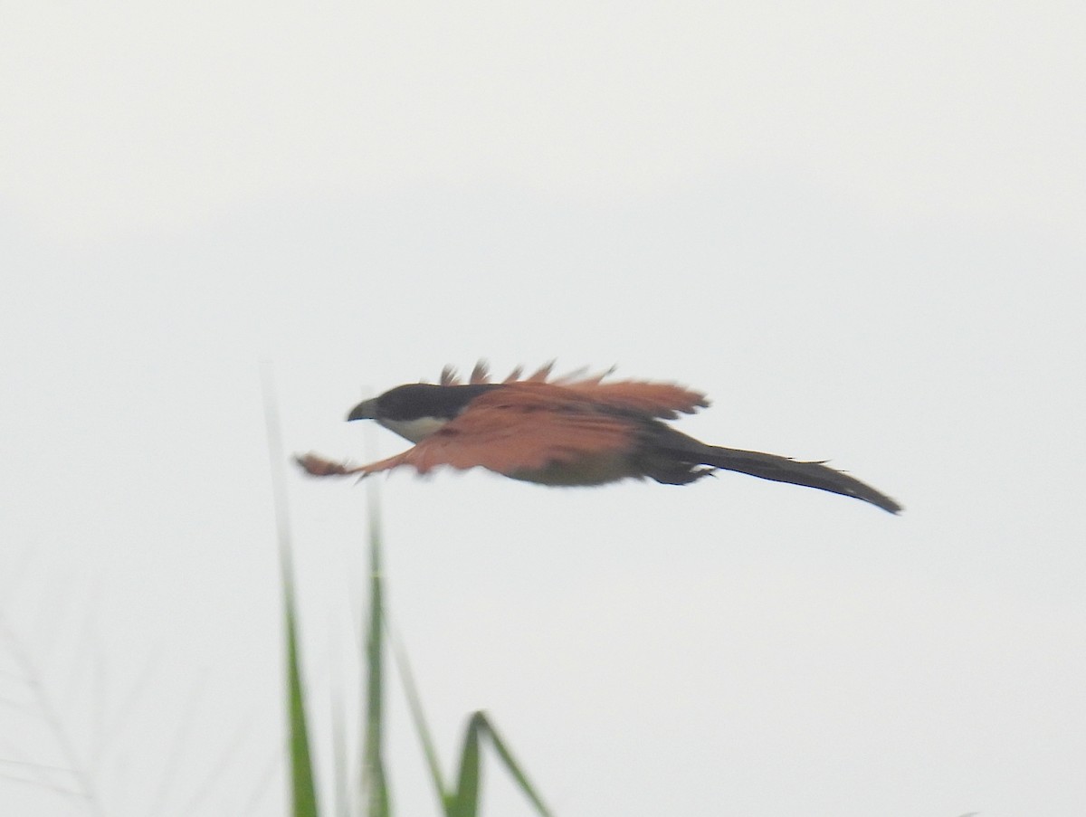 Blue-headed Coucal - ML620785957