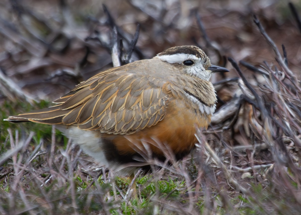 Eurasian Dotterel - ML620785964