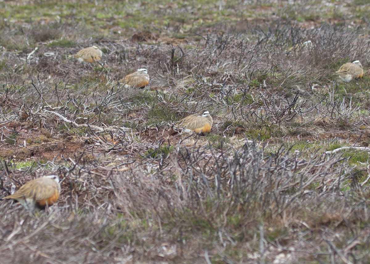 Eurasian Dotterel - ML620785966