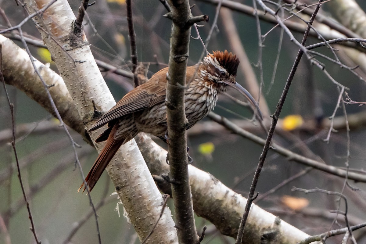 Scimitar-billed Woodcreeper - ML620785975