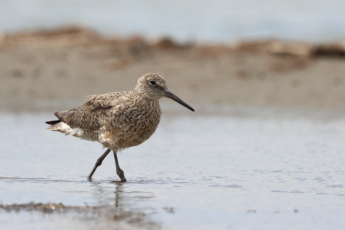 Willet - ML620785977