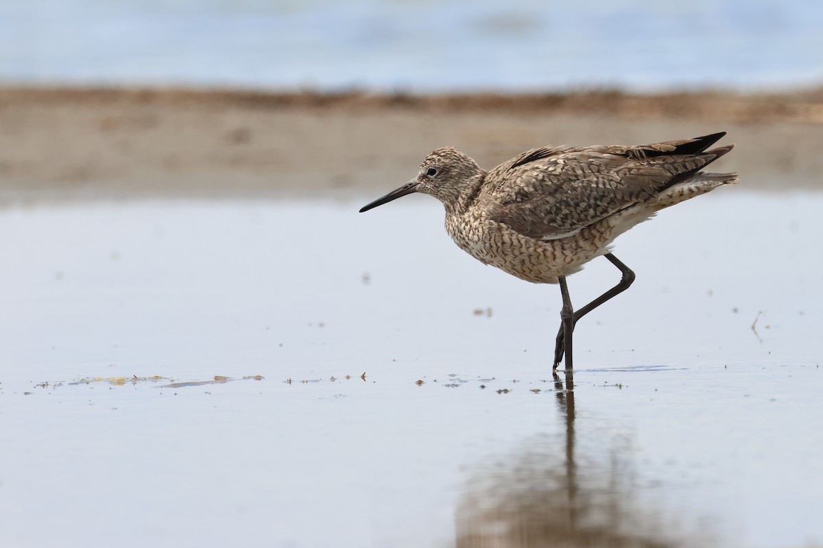 Willet - ML620785978