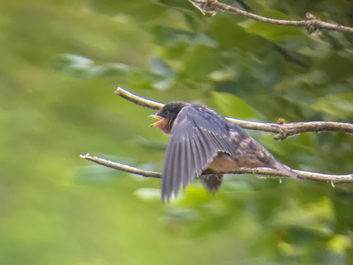 Barn Swallow (American) - ML620785979