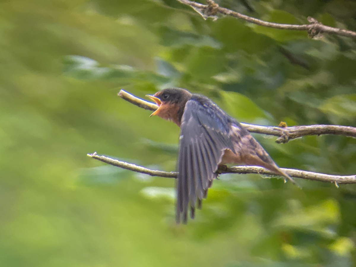 Golondrina Común (americana) - ML620785981