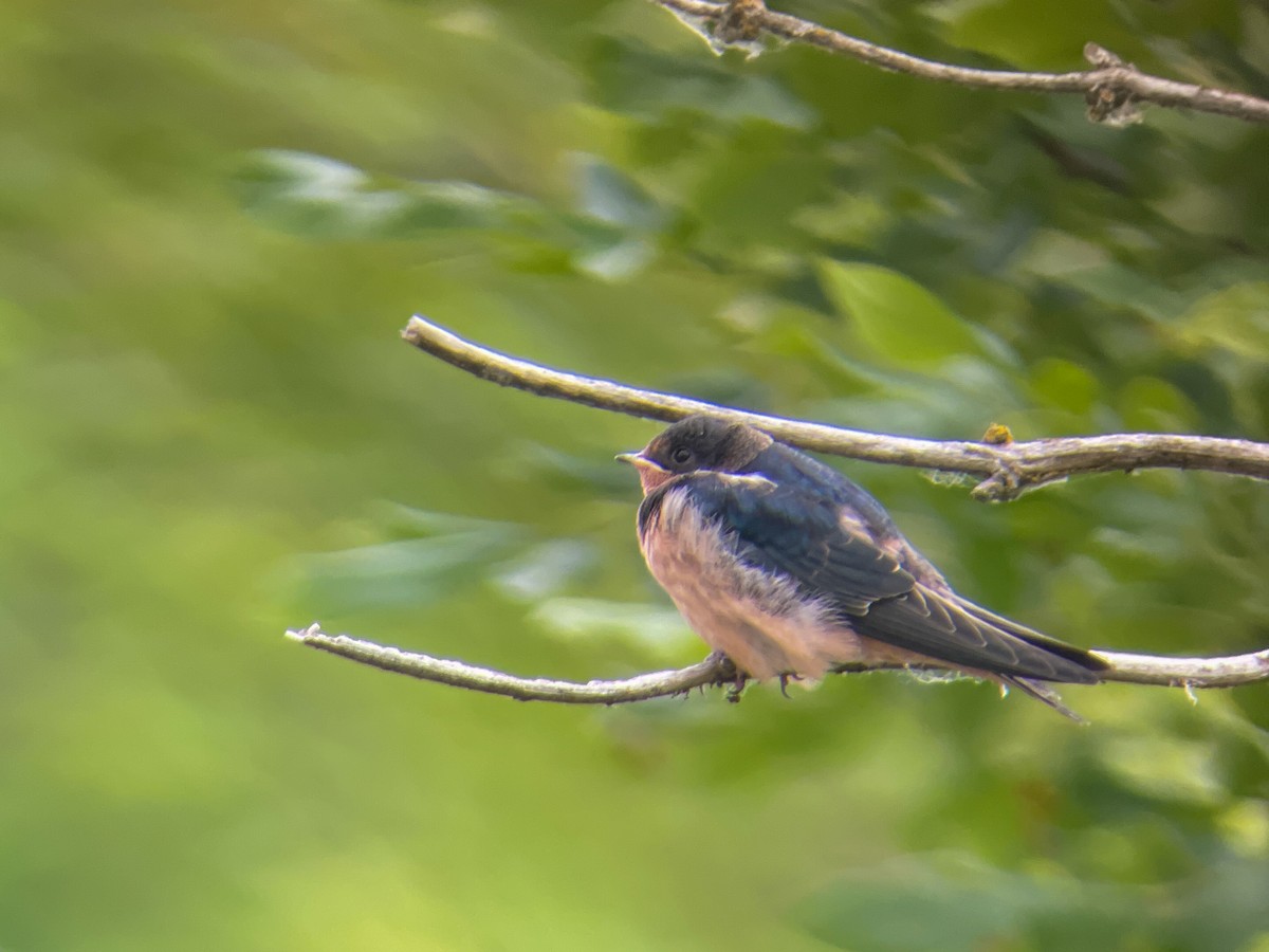 Barn Swallow (American) - ML620785983