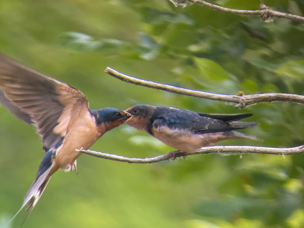 Barn Swallow (American) - ML620785984