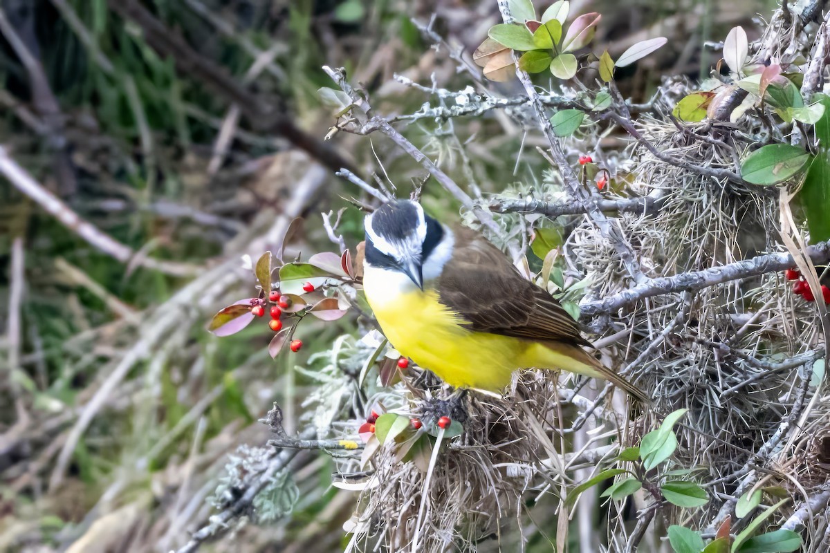 Great Kiskadee - ML620785987