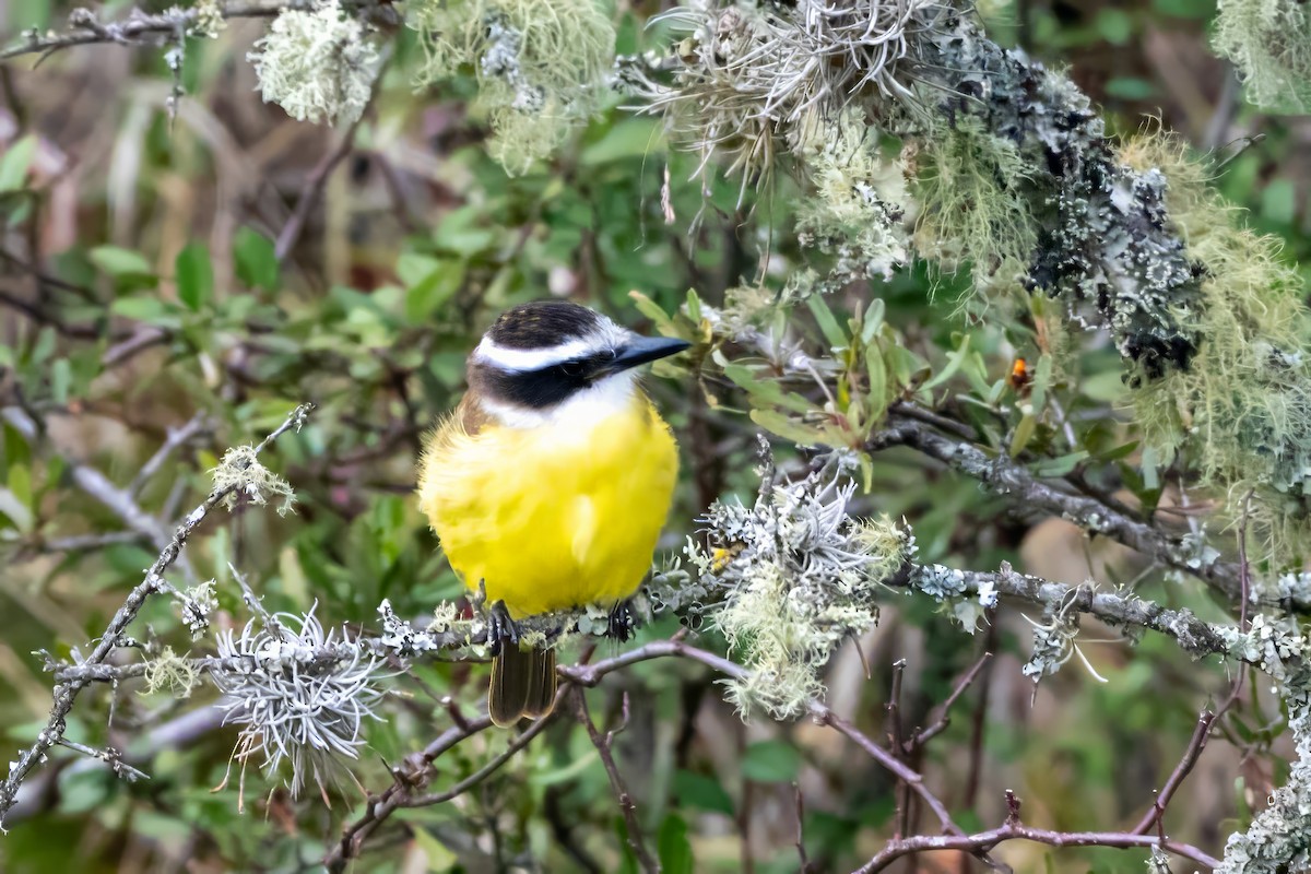 Great Kiskadee - ML620785988