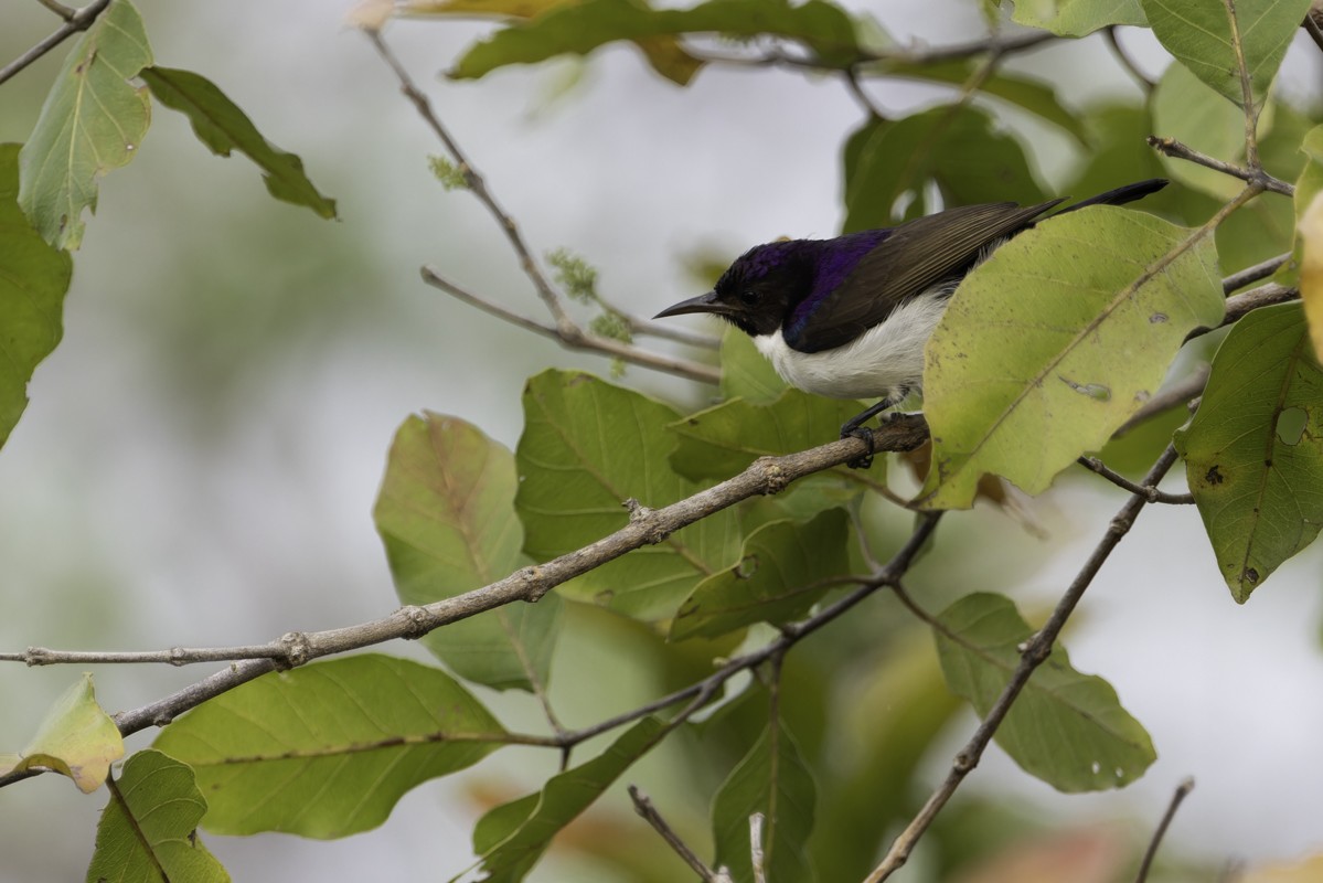 Western Violet-backed Sunbird - ML620785991