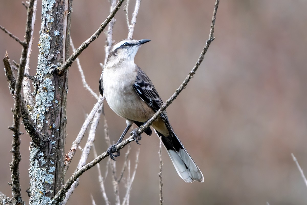 Chalk-browed Mockingbird - ML620785992