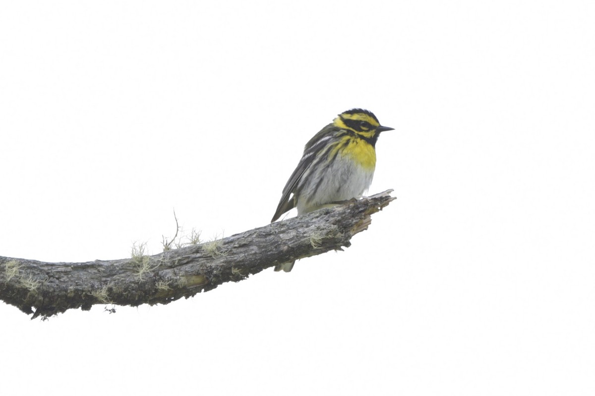 Townsend's Warbler - ML620785994