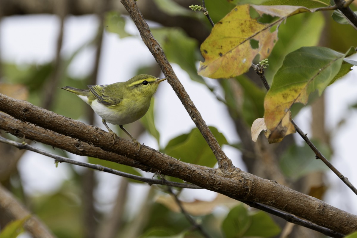 Wood Warbler - ML620785996