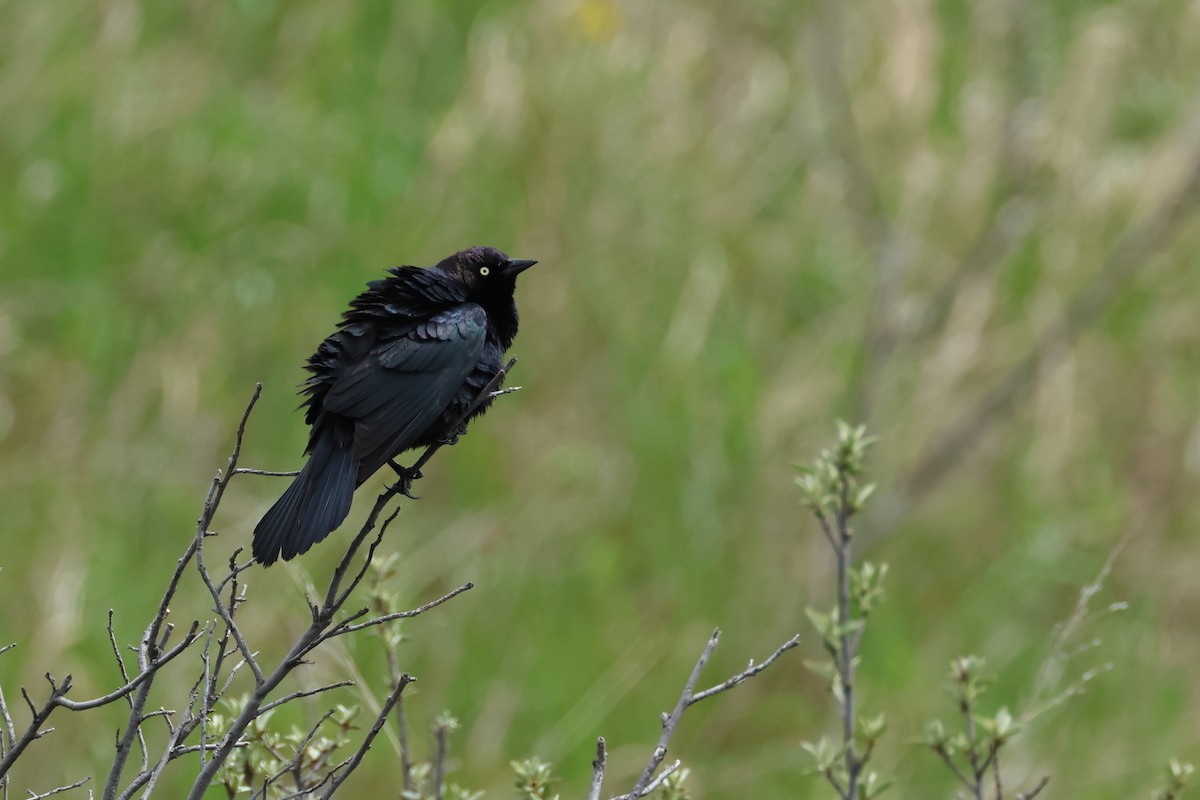 Brewer's Blackbird - ML620785998