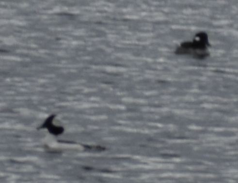 Bufflehead - ML620786002