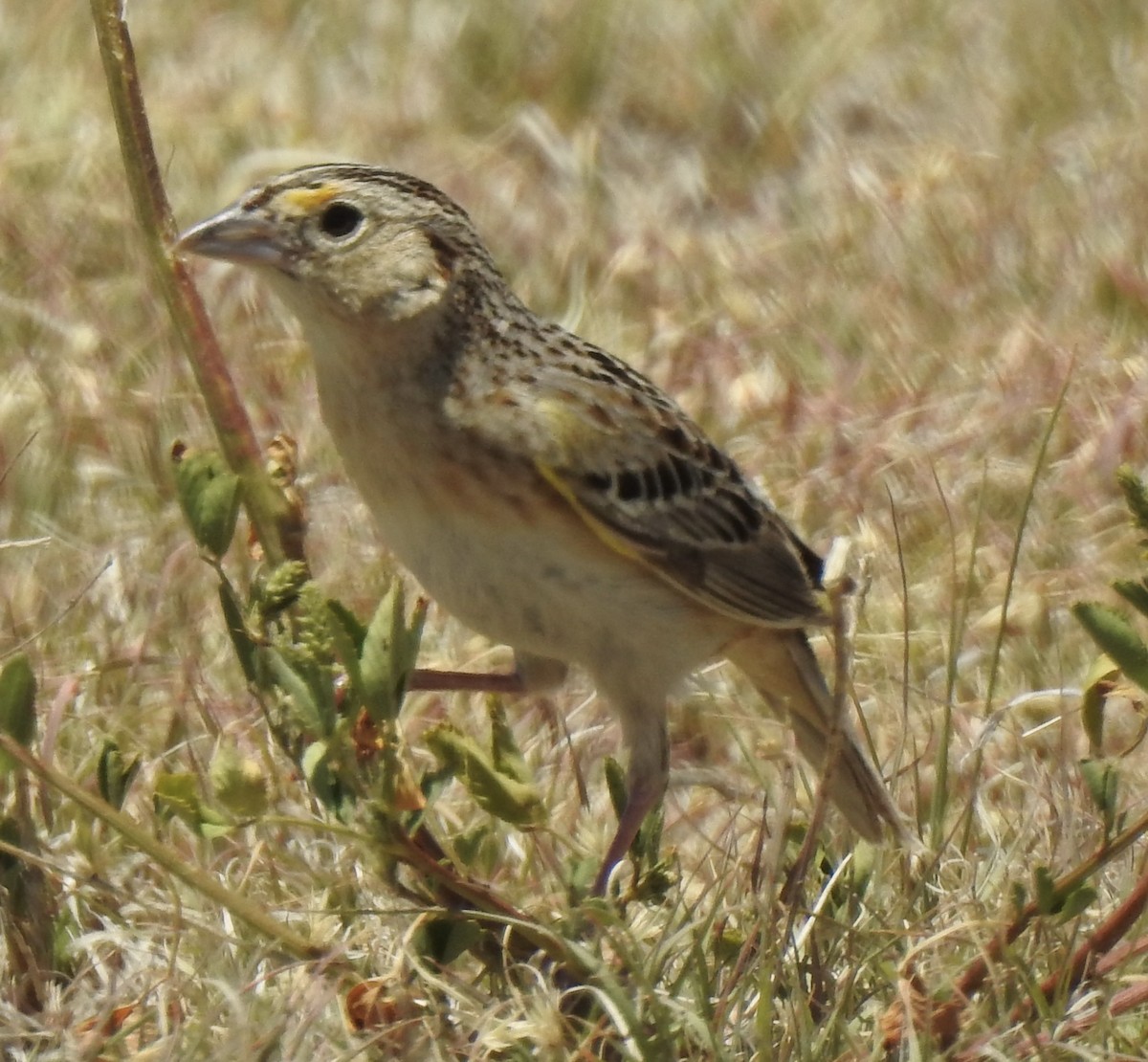 Grasshopper Sparrow - Terry Crowe