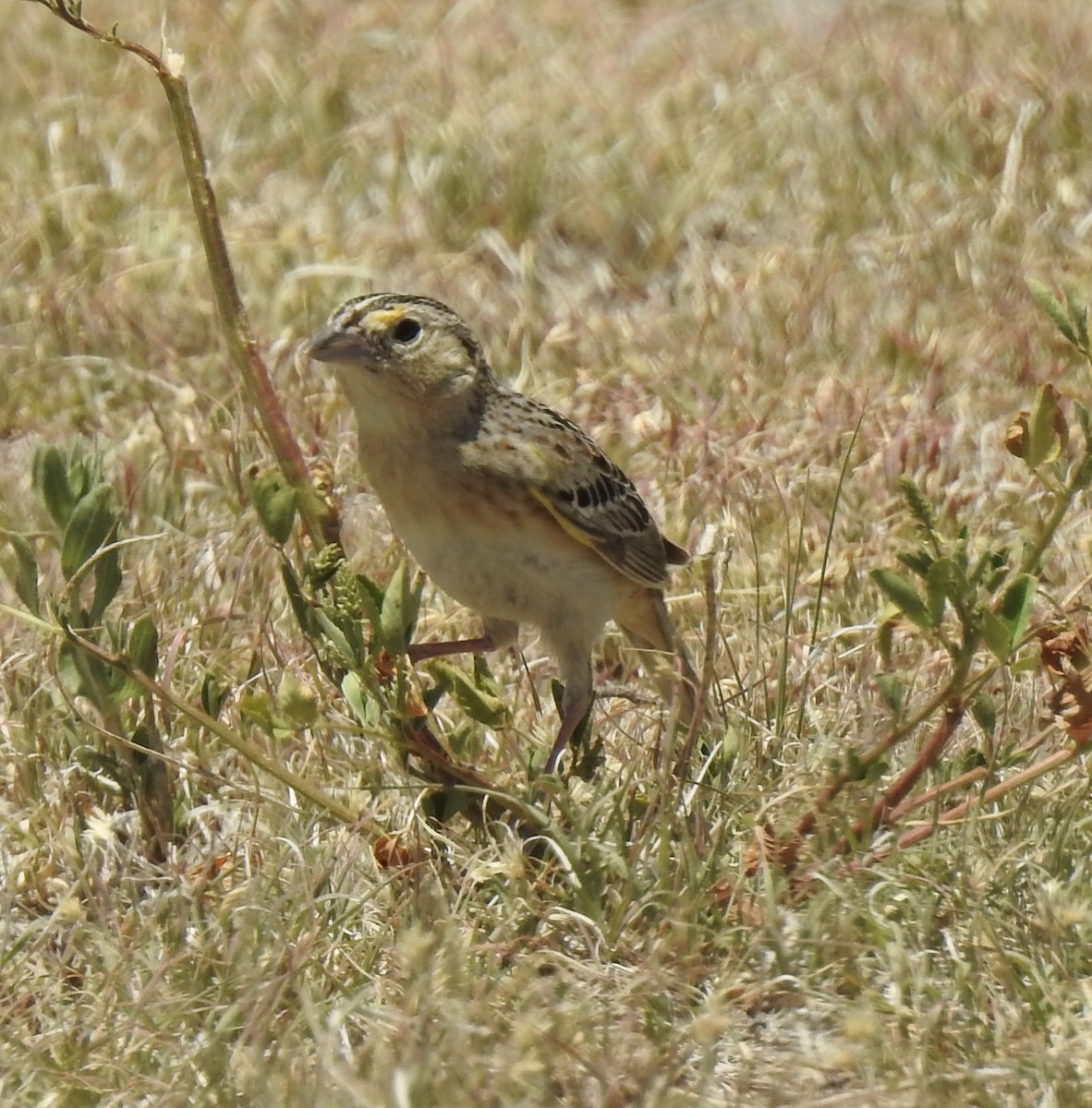 Grasshopper Sparrow - ML620786009