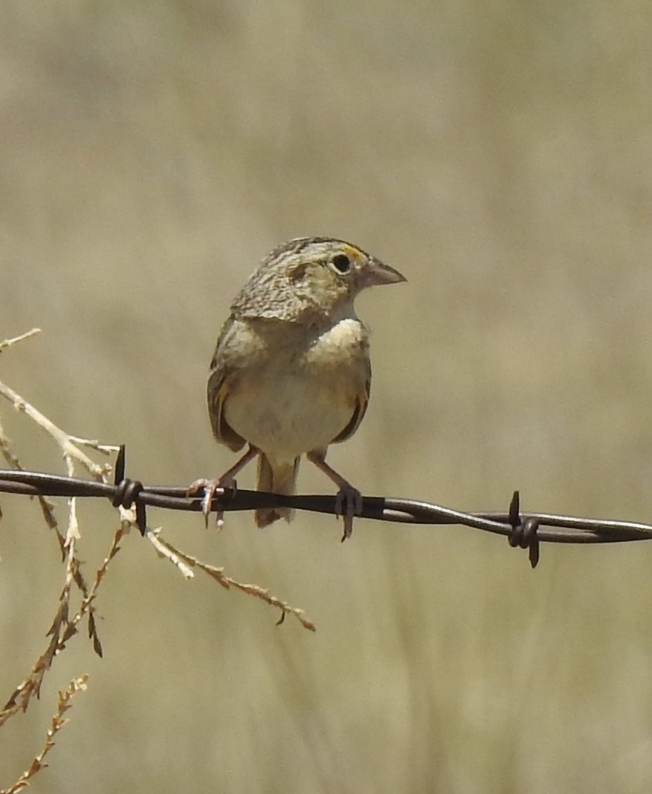 Grasshopper Sparrow - ML620786012