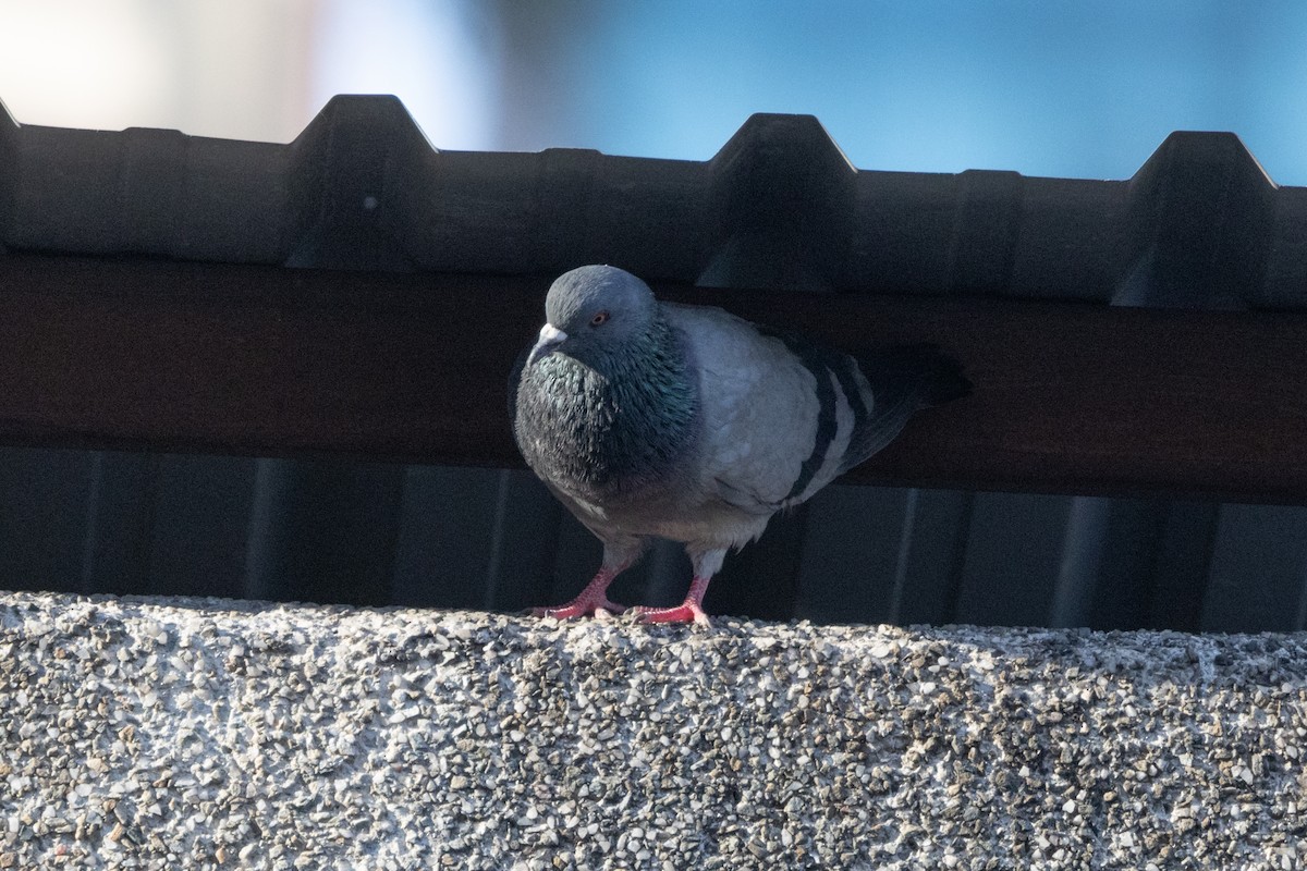 Rock Pigeon (Feral Pigeon) - Silvia Faustino Linhares