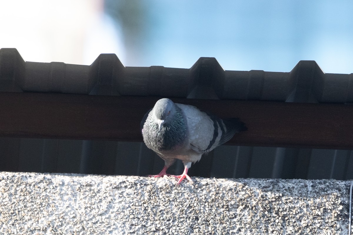 Rock Pigeon (Feral Pigeon) - ML620786016