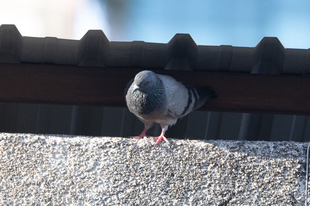 Rock Pigeon (Feral Pigeon) - ML620786017