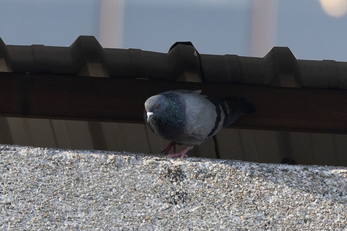 Rock Pigeon (Feral Pigeon) - ML620786019