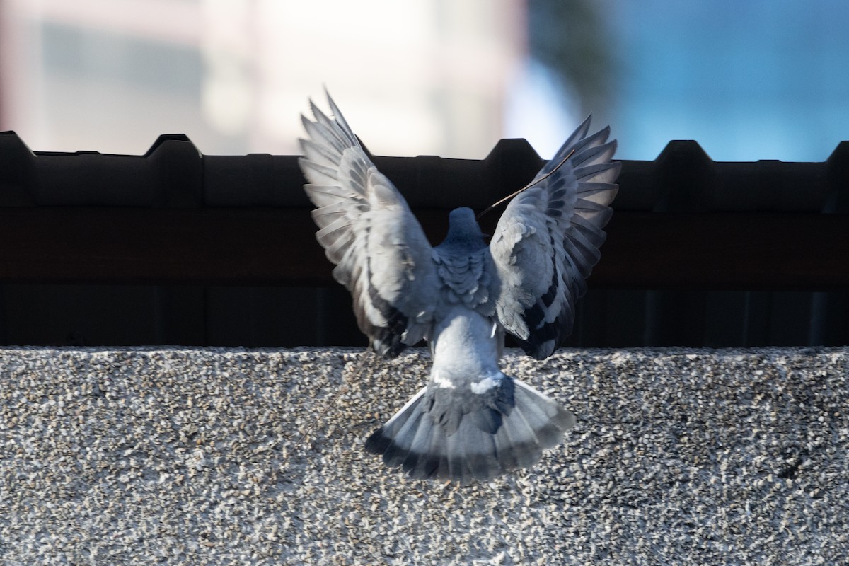 Rock Pigeon (Feral Pigeon) - ML620786020