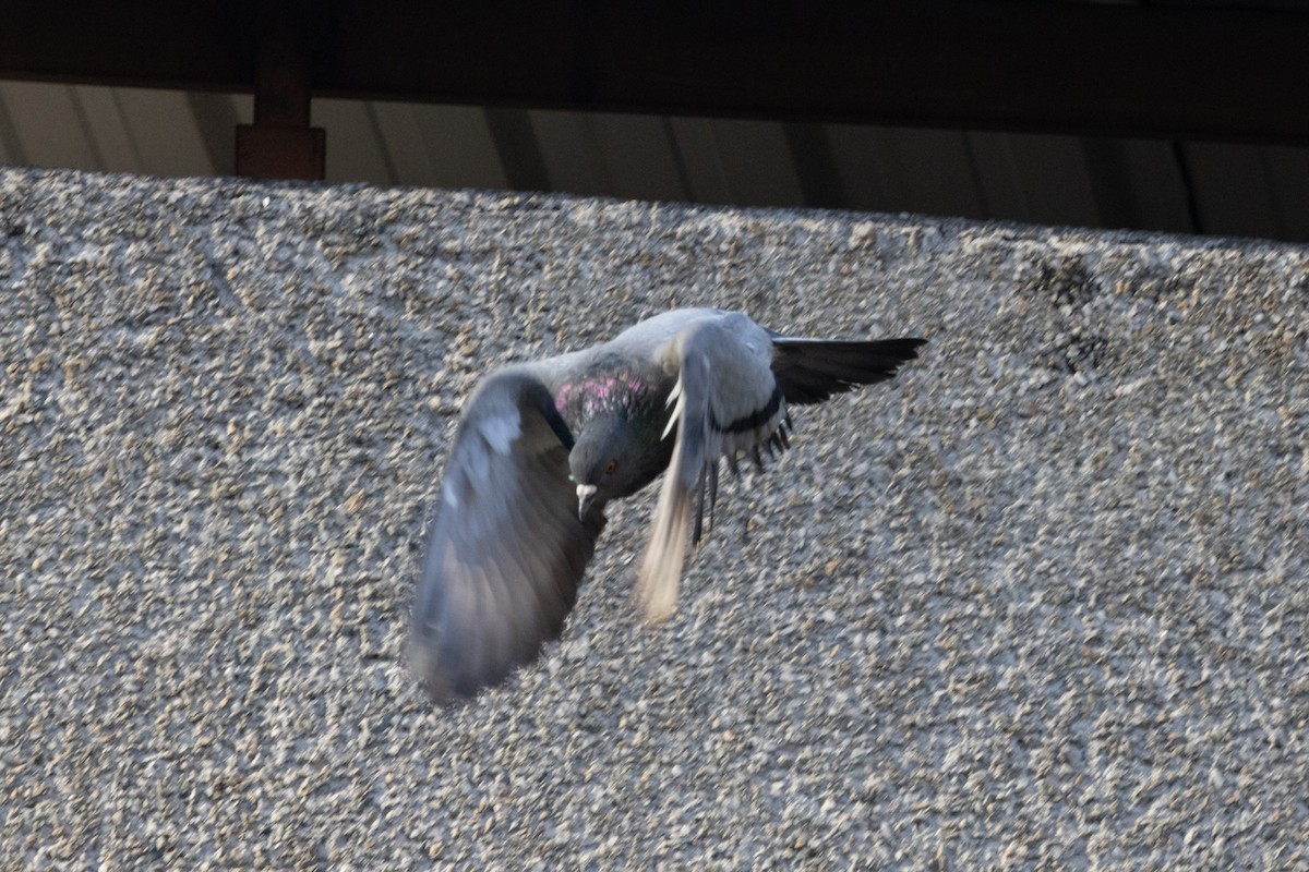 Rock Pigeon (Feral Pigeon) - ML620786021