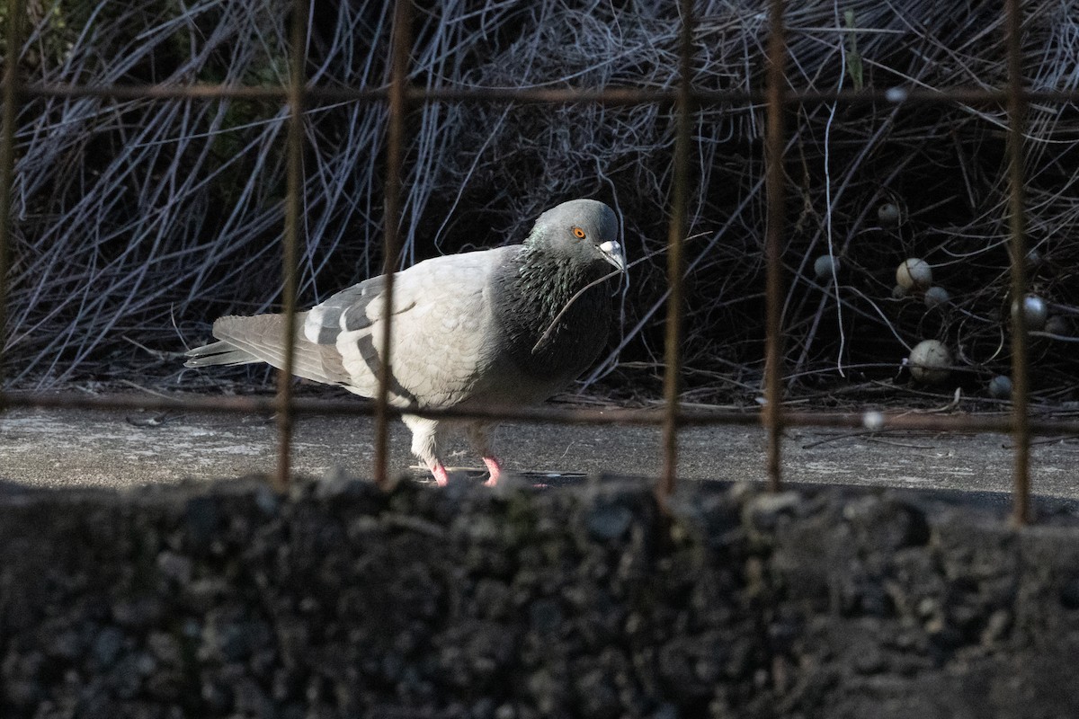 Rock Pigeon (Feral Pigeon) - ML620786022